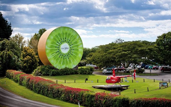 Te Puke: Exploring New Zealand’s Kiwifruit Capital