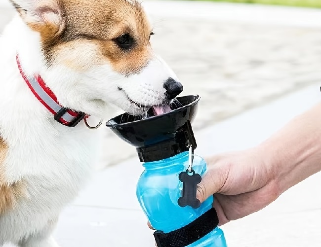 10 Best Portable Dog Water Bottle