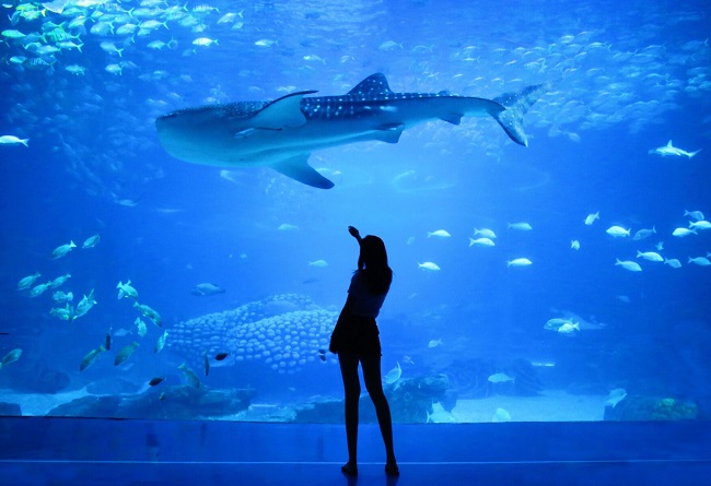 Aquariums in Florida