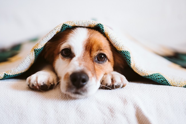 ‘Best Dog Blanket’ For Your Pet Comfort