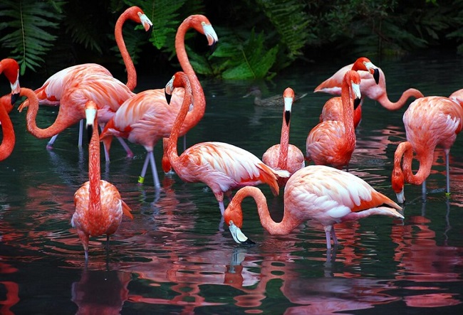 ‘Best Zoos in Florida’ To Visit